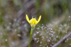 Diuris behrii