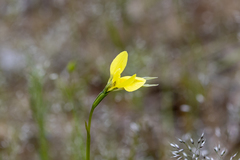 Diuris behrii