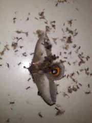 Automeris umbrosa