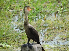 Phalacrocoracidae