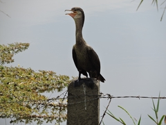 Phalacrocoracidae