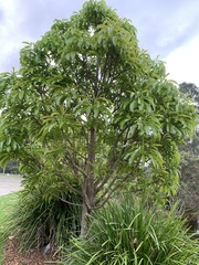 Barringtonia calyptrata