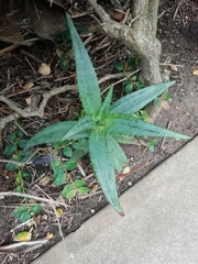 Aloe