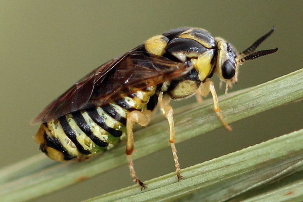Red-tailed Pine Combhorn
