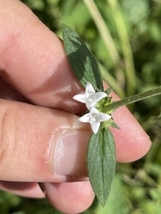 Tessiera lithospermoides