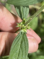 Tessiera lithospermoides