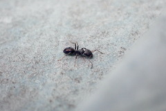 Ochetellus punctatissimus