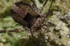 Forsteropsalis inconstans