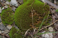 Pleurochaete