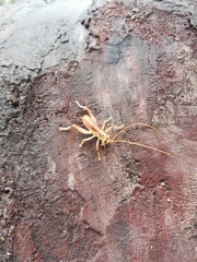 Stictogryllacris
