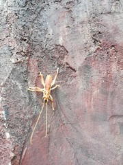 Stictogryllacris