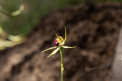 Caladenia thinicola