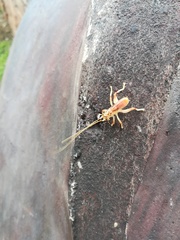 Stictogryllacris