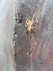 Stictogryllacris