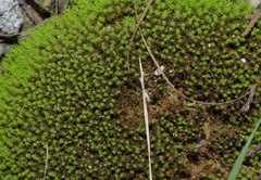 Pleurochaete