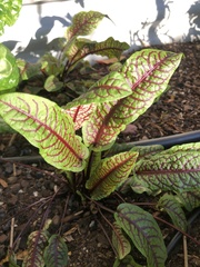 Beta vulgaris vulgaris