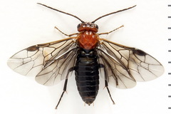 Hemichroa australis