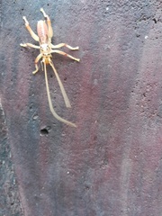 Stictogryllacris
