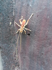 Stictogryllacris