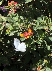 Pieris rapae