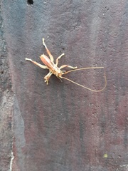 Stictogryllacris