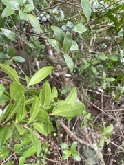 Metrosideros fulgens