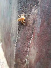 Stictogryllacris