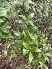 Metrosideros fulgens