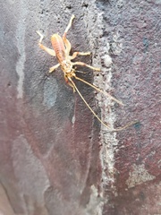 Stictogryllacris