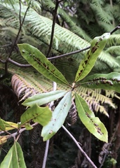 Aceria titirangiensis