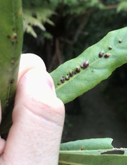 Aceria titirangiensis