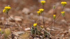 Asteridea athrixioides