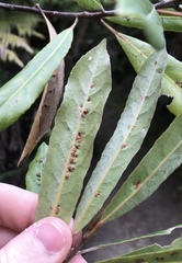 Aceria titirangiensis
