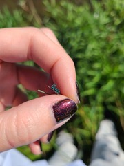 Ischnura perparva