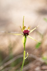 Caladenia thinicola