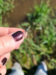 Ischnura perparva