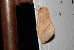 Philotherma rosa