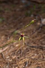 Caladenia thinicola