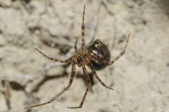 Theridion zantholabio