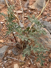 Sphaeralcea grossulariifolia