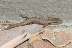 Saproscincus hannahae