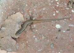 Saproscincus hannahae