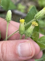 Brickellia peninsularis