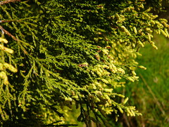 Tuicoris excelsus