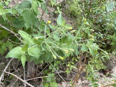 Brickellia peninsularis