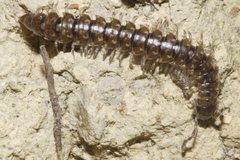 Pseudoprionopeltis