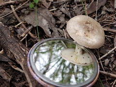 Amanita farinacea