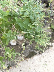 Brickellia peninsularis
