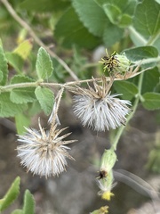 Brickellia peninsularis