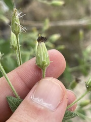 Brickellia peninsularis